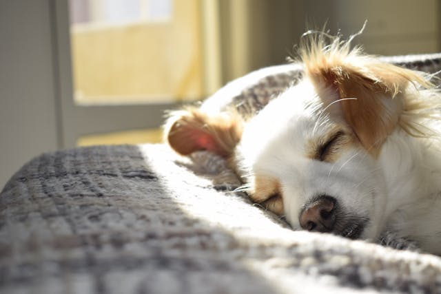 How to Choose the Right Microchip for Your Dog
