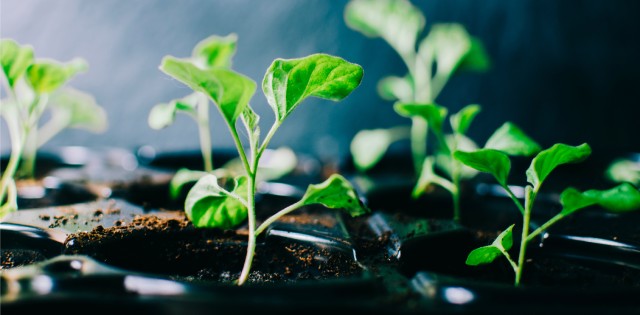 Several bright green plants begin to sprout. Lighting from the left of the frame illuminates the area.
